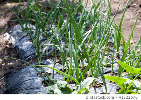 Cultivation of onion 41222676