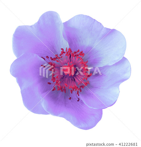Lilac red flower isolated on white background Lilac red flower isolated on white background 41222681