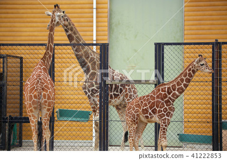 Reticulated giraffe 41222853