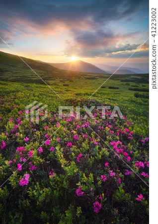 Flowers on the mountain field during sunrise 41223002