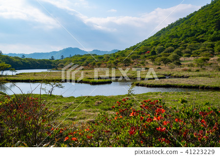 Renge azalea blooming near Wakaba tree road, Akagi mountain in June 41223229