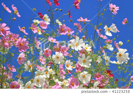 秋天的櫻桃樹 41223258