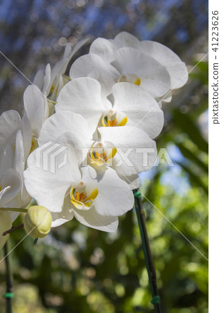 Orchid flower in garden from Thailand 41223626