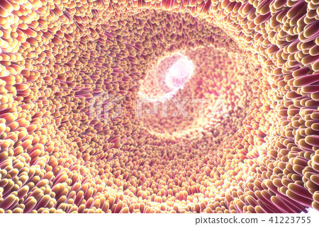 microscopic closeup of intestine villus 41223755