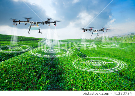 Agriculture drone scanning area green tea field 41223784