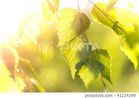 abstract background - birch leaves in the rays of sunlight 41224299