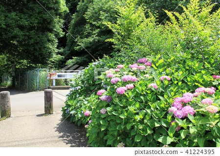 Kanagawa prefecture Yamato shi Izumi no Mori hydrangea 41224395