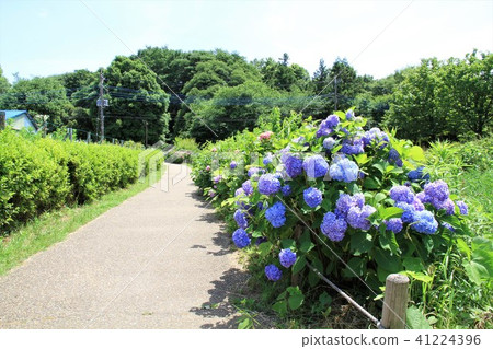 Kanagawa prefecture Yamato shi Izumi no Mori hydrangea Kanagawa prefecture Yamato shi Izumi no Mori hydrangea 41224396