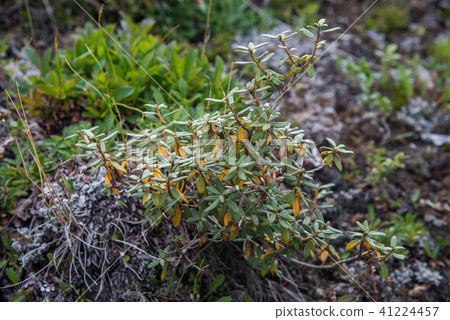 Fresh Rhododendron Adamsii. Sagan-Dale, Sagaan Dali, White Wing, Shandala. Medical tea growing in 41224457
