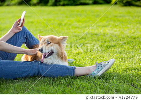 corgi fluffy portrait 41224779