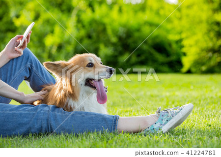 corgi fluffy portrait 41224781