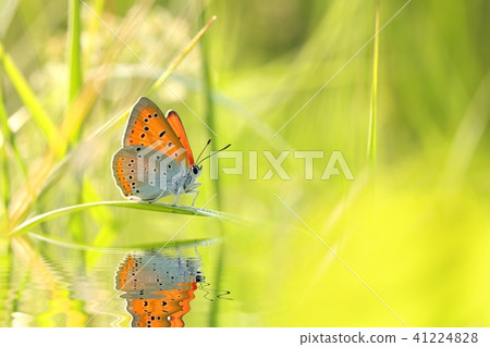 Butterfly (Large copper) on a spring morning  41224828