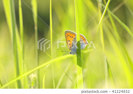 Butterfly (Large copper) on a spring morning  41224832