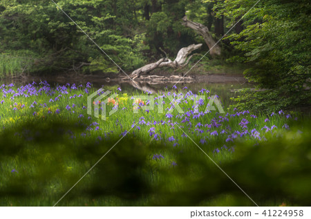 Takashima-shi 41224958