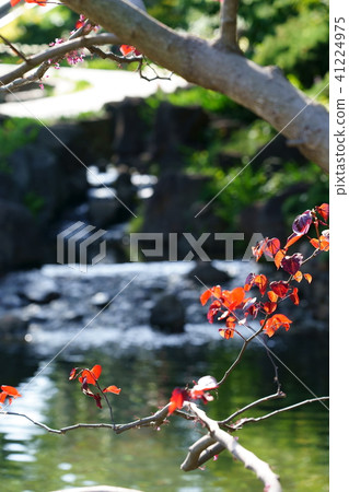 樹木和溪流 樹木和溪流 41224975