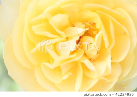 玫瑰 玫瑰 41224986