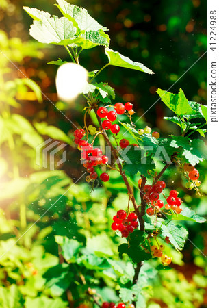 Bush of ripe red currants with dew drops green and red berries background 41224988