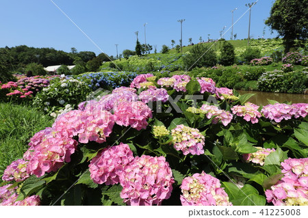 Ka Haya's Village Hydrangea Festival Ka Haya's Village Hydrangea Festival 41225008
