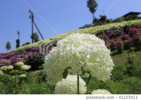 Ka Haya's Village Hydrangea Festival Ka Haya's Village Hydrangea Festival 41225011