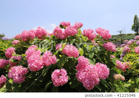 Ka Haya's Village Hydrangea Festival Ka Haya's Village Hydrangea Festival 41225046
