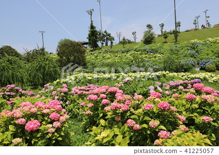 Ka Haya's Village Hydrangea Festival 41225057