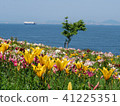 莉莉和大海 41225351