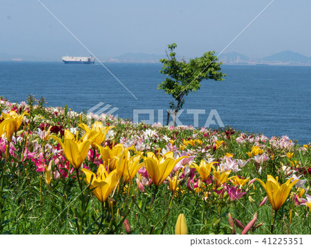 莉莉和大海 莉莉和大海 41225351