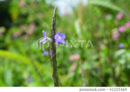 Futobonagabosou Futobonagabosou 41225484