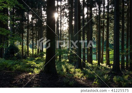 Takashima-shi 41225575