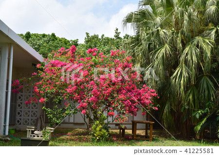 九重葛的花園 九重葛的花園 41225581