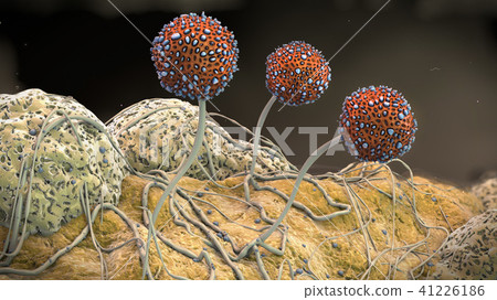3d illustration of a macro shot of growing mildew 41226186