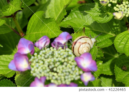 Hydrangea and Snail 41226465