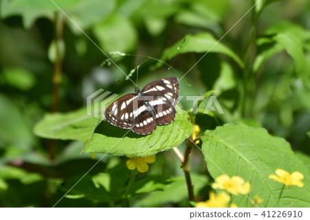 有薄霧的蝴蝶在葉子捉住了 41226910