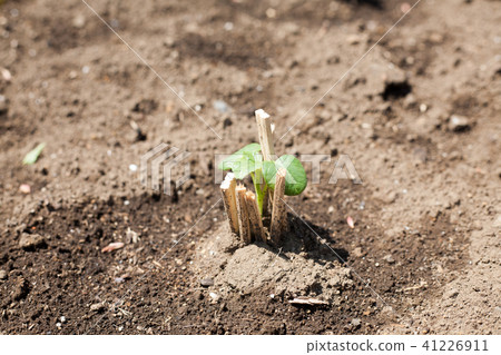 秋葵幼苗反對甲蟲 41226911