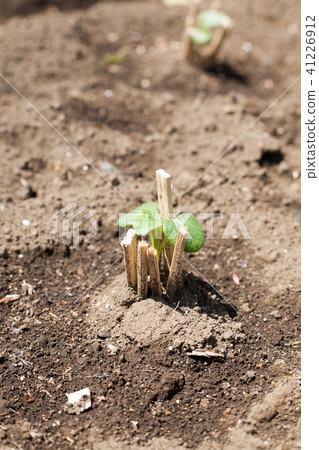 秋葵幼苗反對甲蟲 41226912