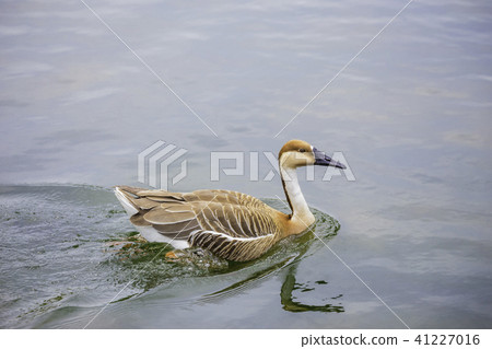 Swiss swimming fish swallow 41227016