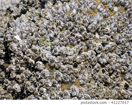 烏龜(龜的手)頭狀花序 烏龜(龜的手)頭狀花序 41227017