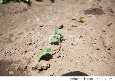 Cultivation of sweet potato Cultivation of sweet potato 41227246