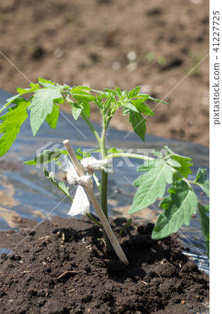 Planting tomato seedlings 41227725