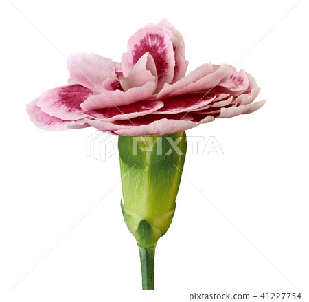 Burgundy white carnation flower isolated on  white 41227754