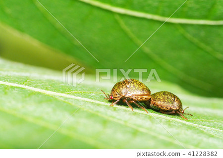 Marukomushi（交配） 41228382