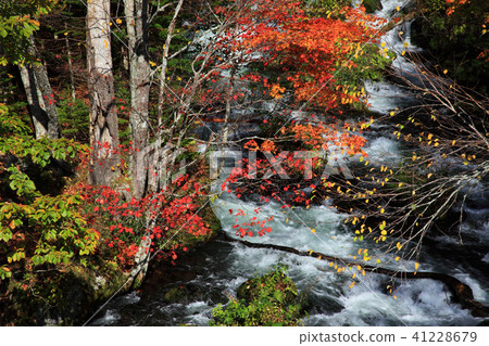 Autumn leaves from the Akan Takimi Bridge 41228679