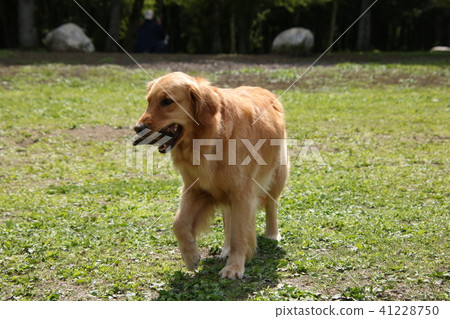 金毛獵犬 金毛獵犬 41228750