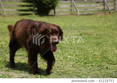 獵犬 獵犬 41228751