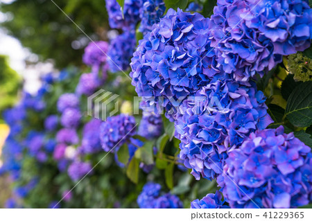 Hydrangea · rainy season image 41229365