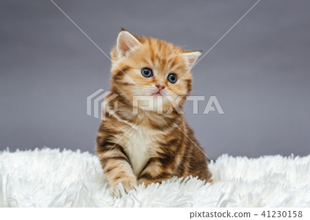 Little red kitten on a fur blanket 41230158