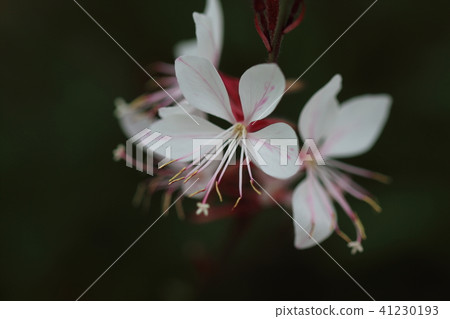 白色Gowra 41230193