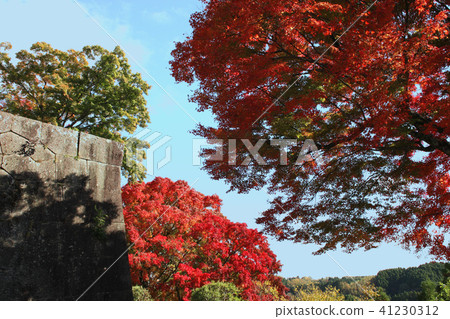 Brilliant beautiful autumn leaves of Oka castle site 41230312
