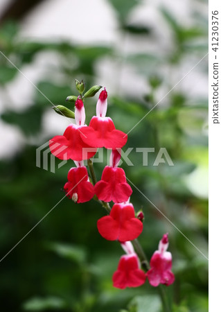 阿基諾紅花丹參 阿基諾紅花丹參 41230376