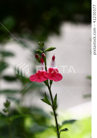 阿基諾紅花丹參 阿基諾紅花丹參 41230377